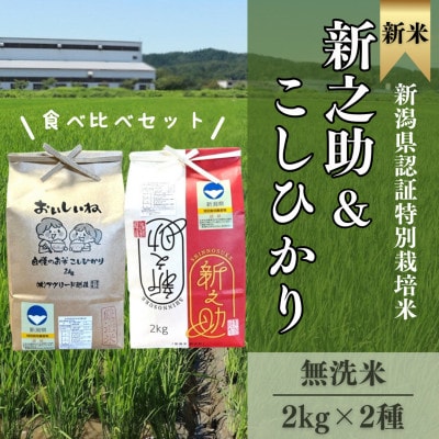 【特別栽培米!新之助&コシヒカリ】無洗米各2kg◆令和6年産◆お米食べ比べ計4kg(精米)