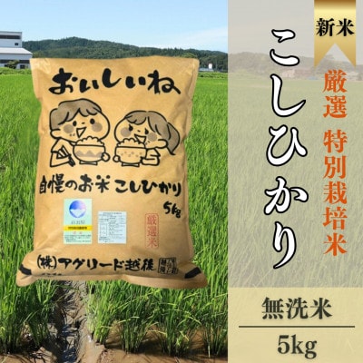 【厳選特別栽培米コシヒカリ】無洗米5kg◆令和6年産◆おいしいね アグリード越後のお米(精米)