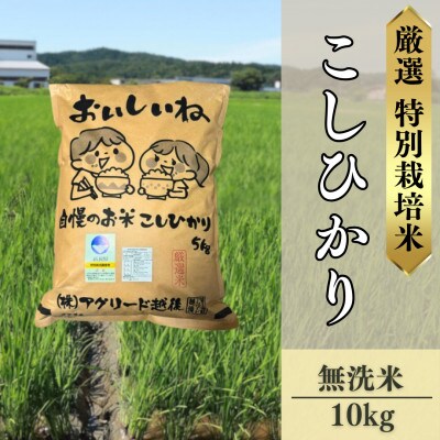 【厳選特別栽培米コシヒカリ】無洗米10kg(5kg×2)◆令和6年産◆精米