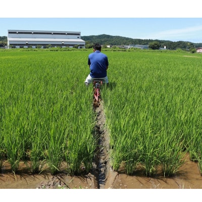 【厳選特別栽培米コシヒカリ】無洗米10kg(5kg×2)◆令和6年産◆精米