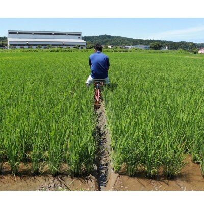 【厳選特別栽培米コシヒカリ】無洗米15kg(5kg×3)◆令和6年産◆精米