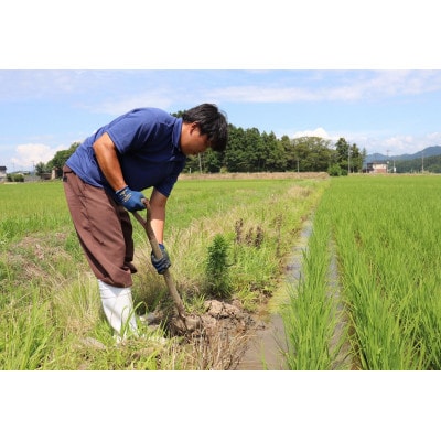 【特別栽培米 新之助】無洗米20kg(5kg×4)◆令和6年産◆新米◆精米