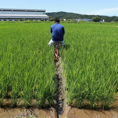 【2ヵ月毎定期便】無洗米コシヒカリ5kg◆大粒厳選◆厳選特別栽培米全4回
