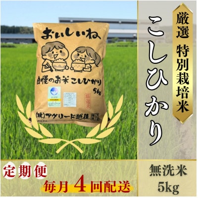 【毎月定期便】無洗米コシヒカリ5kg◆大粒厳選◆厳選特別栽培米全4回