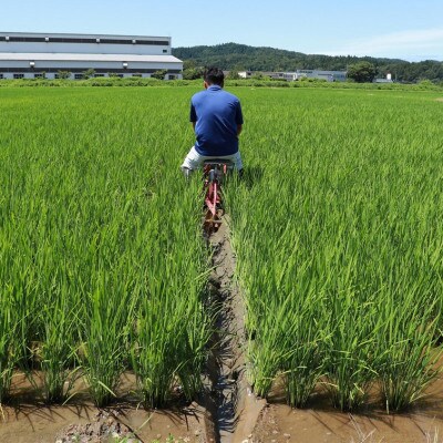 【2ヵ月毎定期便】無洗米コシヒカリ10kg◆大粒厳選◆厳選特別栽培米全4回