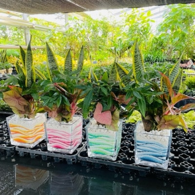 みさと市カラーの観葉植物　4種