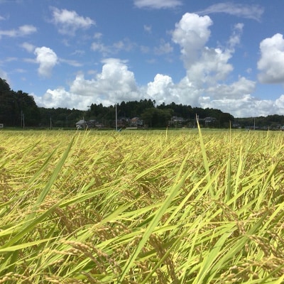 【令和4年産】特別栽培米コシヒカリ多古米　玄米20kg