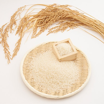 【令和6年産】たこまいらいふ萩原農場の多古米コシヒカリ(精米)20kg