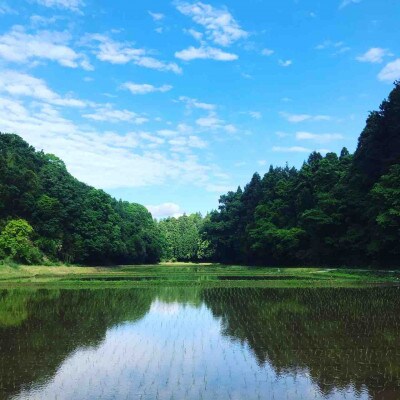 【令和6年産】たこまいらいふ萩原農場の多古米コシヒカリ(精米)3kg