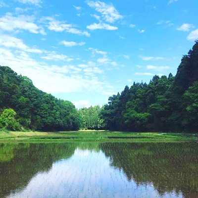 新米【令和7年産】たこまいらいふ萩原農場の多古米コシヒカリ(精米)3kg