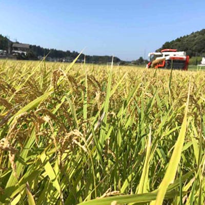 新米【令和7年産】たこまいらいふ萩原農場の多古米コシヒカリ(精米)3kg