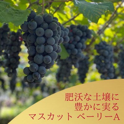 多古ワイン2022・マスカット ベーリーA 【赤】