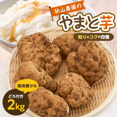 やまと芋の町!多古から「秋山農園のやまと芋」2kg(どろ付き)