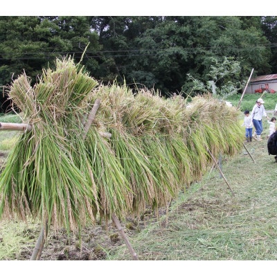 山口さんちの多古町産ゆうだい21　精米5kg【令和8年産】