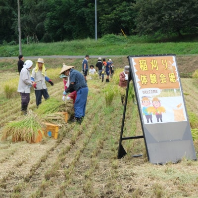 【毎月定期便】山口さんちの多古米コシヒカリ(精米)5kg全6回
