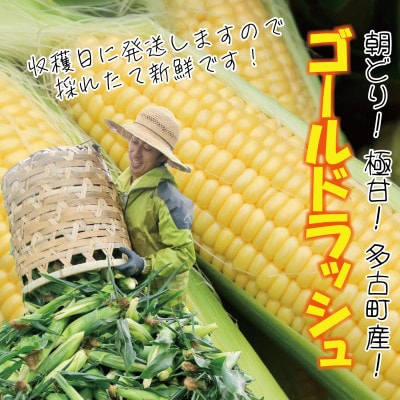 大村農場の朝採り極甘とうもろこしゴールドラッシュ13本(6月下旬から発送)