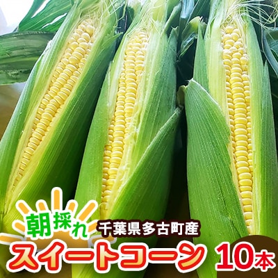 朝採れ　千葉県多古町産スイートコーン　10本入り