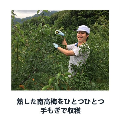 南高はちみつ梅干し600gポリ樽入り