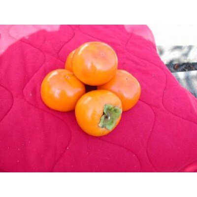 【訳あり】富有柿　約6.5kg