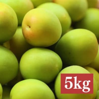 青梅(ジュース・梅酒用)5kg