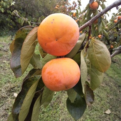 【2026年発送】奈良県産　富有柿 約3.5kg(11～13個) 日本野菜ソムリエ協会大賞受賞品!