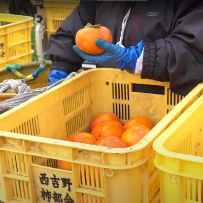 【令和7年分　先行予約】たねなし柿　家庭用　約5kg(18～24個入)