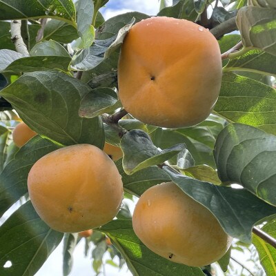 【訳あり】 家庭用　たねなし柿　約7kg(約28～38個)