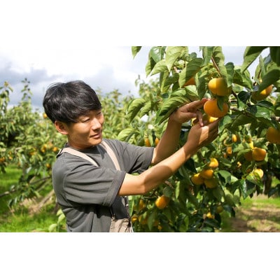 【訳あり】奈良県西吉野の富有柿　約5kg