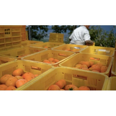 【訳あり】奈良県西吉野の富有柿　約5kg