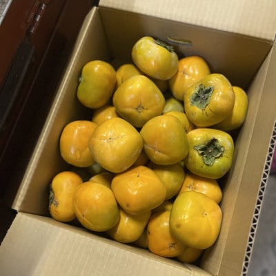 【訳あり】たねなし柿 約5kg (20～30個)
