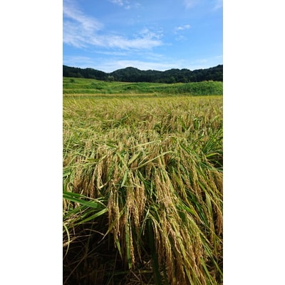 【新米受付・令和7年産米】新潟県岩船産棚田米コシヒカリ12kg NB4107