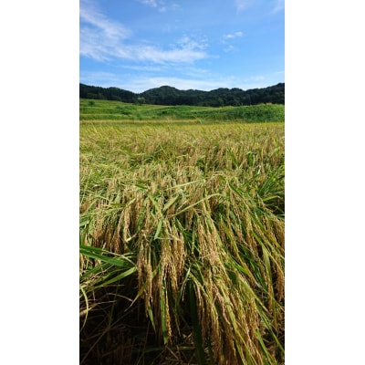 【発送月固定定期便】新潟県岩船産【棚田米コシヒカリ】6kg全2回