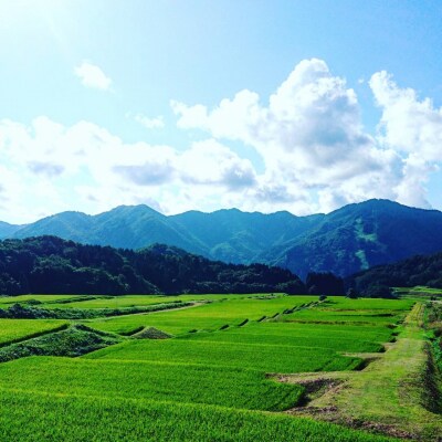 【発送月固定定期便】新潟県岩船産【棚田米コシヒカリ】12kg全7回