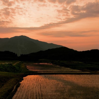 【毎月定期便】棚田米コシヒカリ(精米) 12kg+パックごはん 1個 [119]全4回