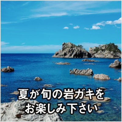【夏季限定!】【数量限定】新潟県村上産 天然 殻付き 岩ガキ L3個 計約1kg　生食 冷蔵