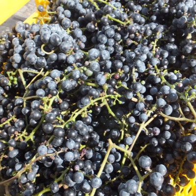 【数量限定】山ぶどうジュースと山ぶどうジャムセット 1030001