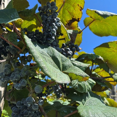 【数量限定】山ぶどうジュースと山ぶどうジャムセット 1030001