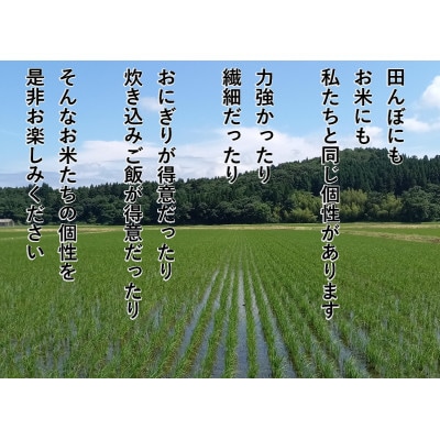 【令和6年産米】米ソムリエ板垣謹製　新潟県岩船産コシヒカリ10kg&新之助300g