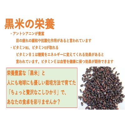 【令和6年産米】新潟県岩船産 特別栽培米こしひかり4kg&古代米50gセット A4170
