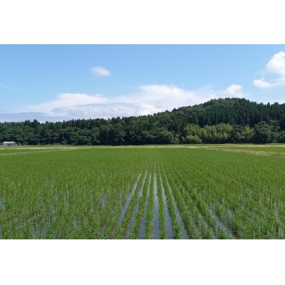 【新米受付・令和8年産米】新潟県村上市岩船産 特別栽培米ちょっと贅沢なコシヒカリ 10kg 048N