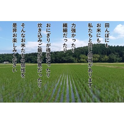 【毎月定期便】【食味鑑定士板垣謹製】新潟県岩船産コシヒカリ　白米5Kg　一等米　農家直送　全3回