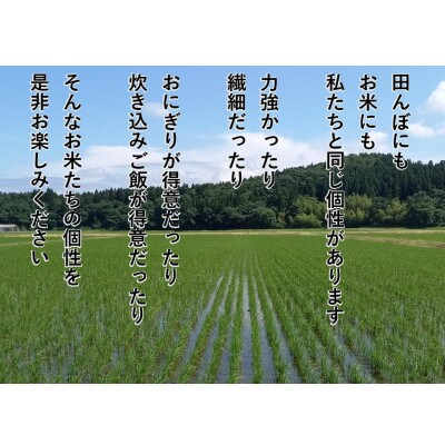 【毎月定期便】【食味鑑定士板垣謹製】新潟県岩船産コシヒカリ　白米5Kg　一等米　農家直送　全6回