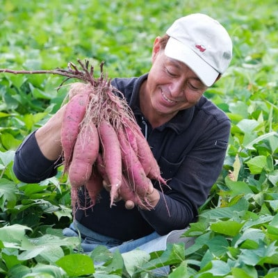 【数量限定】【熟成さつまいも使用】焼き芋ぷりん2種(紅はるか・シルクスイート) 計12個
