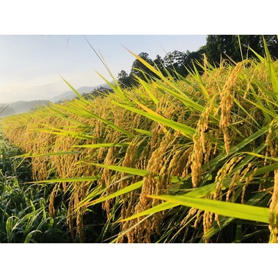 【新米受付・令和8年産米】新潟県村上市産 特別栽培米 新之助 2kg 1040008N