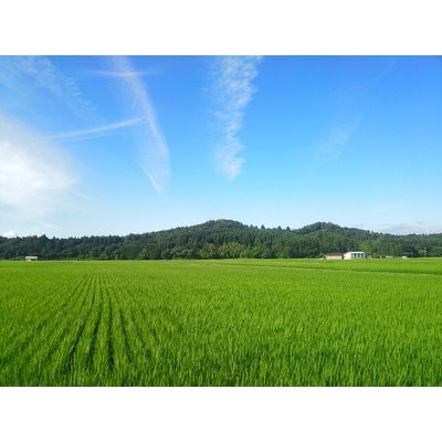 【令和8年産米】新潟県村上市産 特別栽培米 新之助 4kg(2kg×2袋)1040009