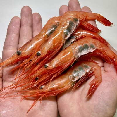 【さとふる限定】【数量限定】南蛮エビ(甘エビ)約1.3kg 新鮮!県北寝屋漁港直送!