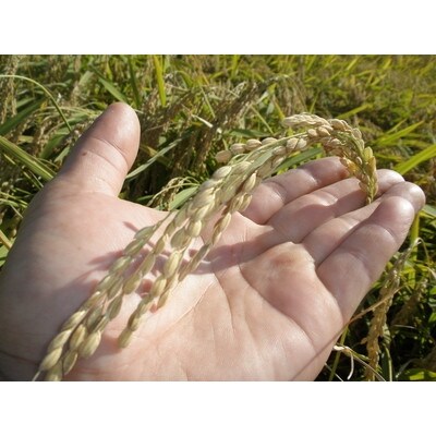 【毎月定期便】新潟県岩船産　新之助 6kg(精米2kg×3個セット)全6回