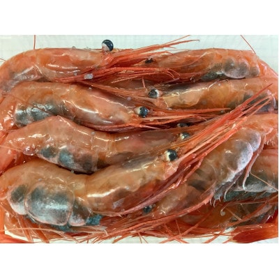 【数量限定】新潟県村上市笹川流れで水揚げ　南蛮エビ500g(250g×2パック)1057003