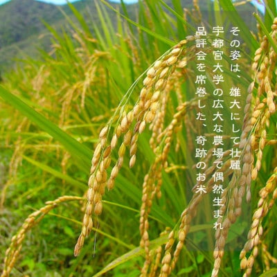 【新米受付・令和8年産米】新潟県村上市 岩船産 ゆうだい21 (神林産地)5kg　1059001N
