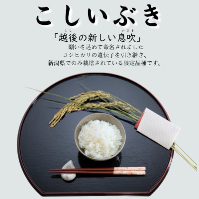 【令和8年産米】新潟県村上市 岩船産 こしいぶき(精米)5kg　1059002